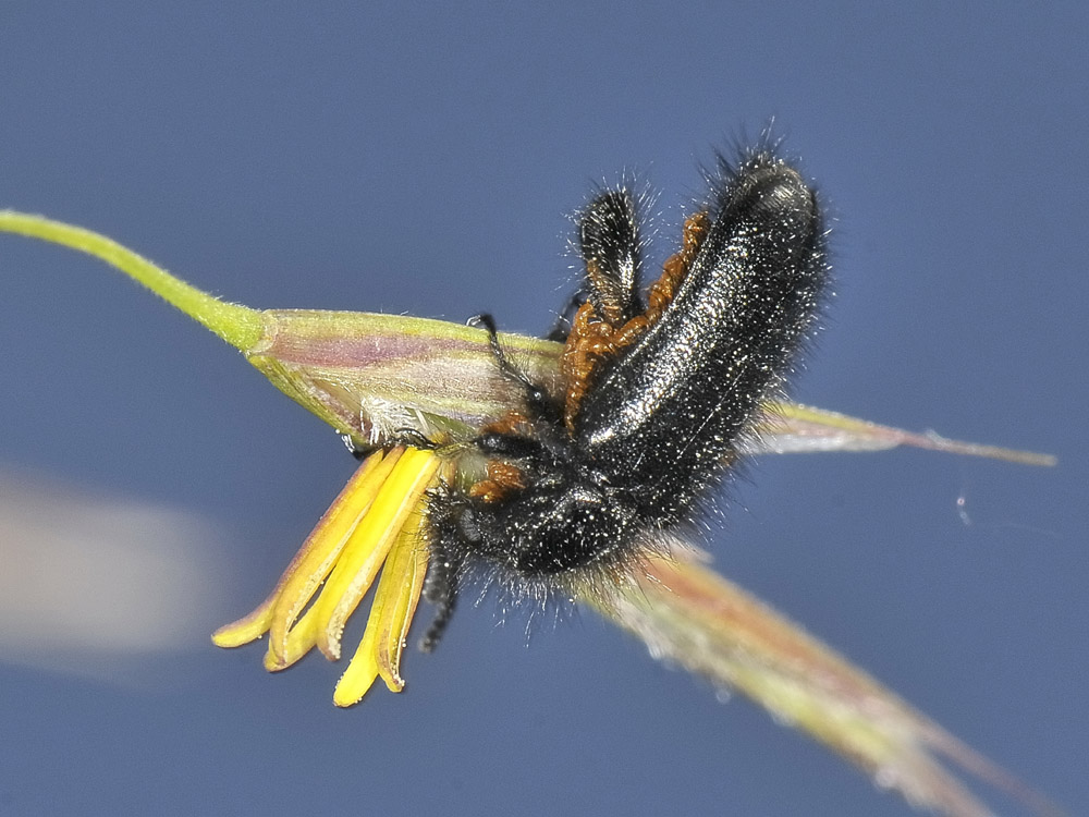 Enicopus pilosus con triungulini 2